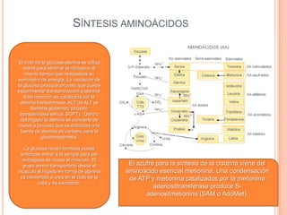 SÍNTESIS AMINOÁCIDOS
El ciclo de la glucosa-alanina se utiliza
sobre para eliminar el nitrógeno al
mismo tiempo que reabastece su
suministro de energía. La oxidación de
la glucosa produce piruvato que puede
experimentar transaminación a alanina.
Esta reacción es catalizada por la
alanina transaminasa, ALT (la ALT se
llamaba glutamato piruvato
transaminasa sérica, SGPT). Dentro
del hígado la alanina se convierte de
nuevo a piruvato que es entonces una
fuente de átomos de carbono para la
gluconeogénesis.
La glucosa recién formada puede
entonces entrar a la sangre para ser
entregada de nuevo al músculo. El
grupo amino transportado desde el
músculo al hígado en forma de alanina
es convertido a urea en el ciclo de la
urea y es excretado.
El azufre para la síntesis de la cisteína viene del
aminoácido esencial metionina. Una condensación
de ATP y metionina catalizados por la metionina
adenosiltransferasa produce S-
adenosilmetionina (SAM o AdoMet).
 
