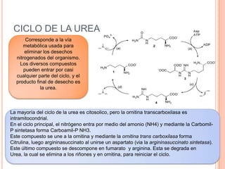 CICLO DE LA UREA
La mayoría del ciclo de la urea es citosolico, pero la ornitina transcarboxilasa es
intramitocondrial.
En el ciclo principal, el nitrógeno entra por medio del amonio (NH4) y mediante la Carbomil-
P sintetasa forma Carboamil-P NH3.
Este compuesto se une a la ornitina y mediante la ornitina trans carboxilasa forma
Citrulina, luego argininasuccinato al unirse un aspartato (via la argininasuccinato sintetasa).
Este último compuesto se descompone en fumarato y arginina. Esta se degrada en
Urea, la cual se elimina a los riñones y en ornitina, para reiniciar el ciclo.
Corresponde a la vía
metabólica usada para
eliminar los desechos
nitrogenados del organismo.
Los diversos compuestos
pueden entrar por casi
cualquier parte del ciclo, y el
producto final de desecho es
la urea.
 