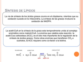 SÍNTESIS DE LÍPIDOS
La vía de síntesis de los ácidos grasos ocurre en el citoplasma, mientras que su
oxidación sucede en la mitocondria. La síntesis de las grasas involucra la
oxidación de NADPH.
La acetil-CoA en la síntesis de la grasa esta temporalmente unida al complejo
enzimático como malonil-CoA. La enzima que cataliza esta reacción, la
acetil.Coa carboxilasa (ACC), es el sitio más importante de la regulación de la
síntesis de ácidos grasos. Como otras enzimas que transfieren CO2 a
sustratos, la ACC requiere como co-factor a la biotina.
 