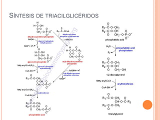 SÍNTESIS DE TRIACILGLICÉRIDOS
 