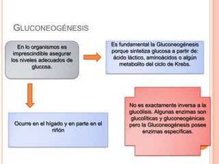 GLUCONEOGÉNESIS
En lo organismos es
imprescindible asegurar
los niveles adecuados de
glucosa.
Es fundamental la Gluconeogénesis
porque sintetiza glucosa a partir de:
ácido láctico, aminoácidos o algún
metabolito del ciclo de Krebs.
Ocurre en el hígado y en parte en el
riñón
No es exactamente inversa a la
glucólisis. Algunas enzimas son
glucolíticas y gluconeogénicas
pero la Gluconeogénesis posee
enzimas específicas.
 
