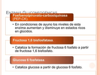 ENZIMAS GLUCONEOGÉNICAS
• En condiciones de ayuno los niveles de esta
enzima aumentan y disminuye en estados ricos
en glúcidos.
Fosfoenolpiruvato-carboxiquinasa
(PEP-CK).
• Cataliza la formación de fructosa 6 fosfato a partir
de fructosa 1,6 bisfosfato.
Fructosa 1,6 bisfosfatasa.
• Cataliza glucosa a partir de glucosa 6 fosfato.
Glucosa 6 fosfatasa.
 