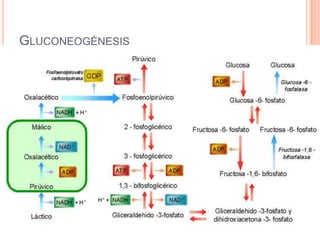 GLUCONEOGÉNESIS
 
