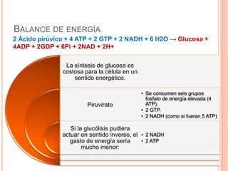 BALANCE DE ENERGÍA
2 Ácido pirúvico + 4 ATP + 2 GTP + 2 NADH + 6 H2O → Glucosa +
4ADP + 2GDP + 6Pi + 2NAD + 2H+
La síntesis de glucosa es
costosa para la célula en un
sentido energético.
Piruvirato
Si la glucólisis pudiera
actuar en sentido inverso, el
gasto de energía sería
mucho menor:
• Se consumen seis grupos
fosfato de energía elevada (4
ATP).
• 2 GTP.
• 2 NADH (como si fueran 5 ATP)
• 2 NADH
• 2 ATP
 