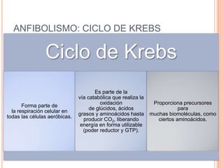 ANFIBOLISMO: CICLO DE KREBS
Ciclo de Krebs
Forma parte de
la respiración celular en
todas las células aeróbicas.
Es parte de la
vía catabólica que realiza la
oxidación
de glúcidos, ácidos
grasos y aminoácidos hasta
producir CO2, liberando
energía en forma utilizable
(poder reductor y GTP).
Proporciona precursores
para
muchas biomoléculas, como
ciertos aminoácidos.
 