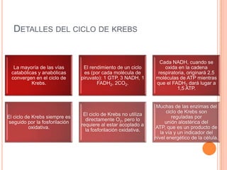 DETALLES DEL CICLO DE KREBS
La mayoría de las vías
catabólicas y anabólicas
convergen en el ciclo de
Krebs.
El rendimiento de un ciclo
es (por cada molécula de
piruvato): 1 GTP, 3 NADH, 1
FADH2, 2CO2.
Cada NADH, cuando se
oxida en la cadena
respiratoria, originará 2,5
moléculas de ATP mientras
que el FADH2 dará lugar a
1,5 ATP.
El ciclo de Krebs siempre es
seguido por la fosforilación
oxidativa.
El ciclo de Krebs no utiliza
directamente O2, pero lo
requiere al estar acoplado a
la fosforilación oxidativa.
Muchas de las enzimas del
ciclo de Krebs son
reguladas por
unión alostérica del
ATP, que es un producto de
la vía y un indicador del
nivel energético de la célula.
 