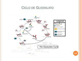 253
CICLO DE GLIOXALATO
 
