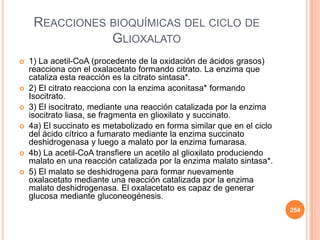 REACCIONES BIOQUÍMICAS DEL CICLO DE
GLIOXALATO
 1) La acetil-CoA (procedente de la oxidación de ácidos grasos)
reacciona con el oxalacetato formando citrato. La enzima que
cataliza esta reacción es la citrato sintasa*.
 2) El citrato reacciona con la enzima aconitasa* formando
Isocitrato.
 3) El isocitrato, mediante una reacción catalizada por la enzima
isocitrato liasa, se fragmenta en glioxilato y succinato.
 4a) El succinato es metabolizado en forma similar que en el ciclo
del ácido cítrico a fumarato mediante la enzima succinato
deshidrogenasa y luego a malato por la enzima fumarasa.
 4b) La acetil-CoA transfiere un acetilo al glioxilato produciendo
malato en una reacción catalizada por la enzima malato sintasa*.
 5) El malato se deshidrogena para formar nuevamente
oxalacetato mediante una reacción catalizada por la enzima
malato deshidrogenasa. El oxalacetato es capaz de generar
glucosa mediante gluconeogénesis.
254
 