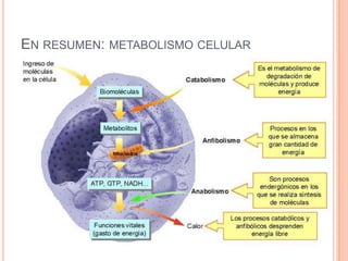 EN RESUMEN: METABOLISMO CELULAR
 