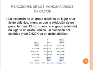 REACCIONES DE LOS MONOSACÁRIDOS:
OXIDACIÓN
 La oxidación de un grupo aldehído da lugar a un
ácido aldónico, mientras que la oxidación de un
grupo terminal CH20H (pero no el grupo aldehído)
da lugar a un ácido urónico. La oxidación del
aldehído y del CH20H da un ácido aldárico.
28
 