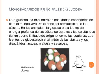 MONOSACÁRIDOS PRINCIPALES : GLUCOSA
 La o-glucosa, se encuentra en cantidades importantes en
todo el mundo vivo. Es el principal combustible de las
células. En los animales, la glucosa es la fuente de
energía preferida de las célula cerebrales y las células que
tienen aporte limitado de oxigeno, como las oculares. Las
fuentes de glucosa son el almidón de las plantas y los
disacáridos lactosa, maltosa y sacarosa.
Molécula de
glucosa
33
 