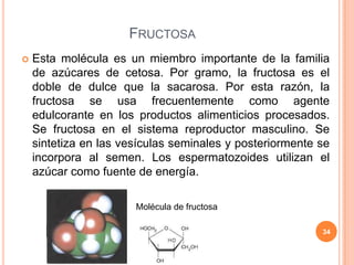 FRUCTOSA
 Esta molécula es un miembro importante de la familia
de azúcares de cetosa. Por gramo, la fructosa es el
doble de dulce que la sacarosa. Por esta razón, la
fructosa se usa frecuentemente como agente
edulcorante en los productos alimenticios procesados.
Se fructosa en el sistema reproductor masculino. Se
sintetiza en las vesículas seminales y posteriormente se
incorpora al semen. Los espermatozoides utilizan el
azúcar como fuente de energía.
Molécula de fructosa
34
 