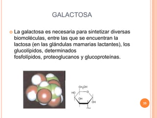 GALACTOSA
 La galactosa es necesaria para sintetizar diversas
biomoléculas, entre las que se encuentran la
lactosa (en las glándulas mamarias lactantes), los
glucolípidos, determinados
fosfolípidos, proteoglucanos y glucoproteínas.
35
 