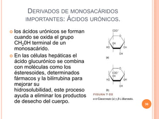 DERIVADOS DE MONOSACÁRIDOS
IMPORTANTES: ÁCIDOS URÓNICOS.
 los ácidos urónicos se forman
cuando se oxida el grupo
CH20H terminal de un
monosacárido.
 En las células hepáticas el
ácido glucurónico se combina
con moléculas como los
ésteresoides, determinados
fármacos y la bilirrubina para
mejorar su
hidrosolubilidad, este proceso
ayuda a eliminar los productos
de desecho del cuerpo. 36
 