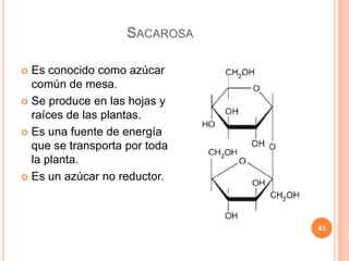 SACAROSA
 Es conocido como azúcar
común de mesa.
 Se produce en las hojas y
raíces de las plantas.
 Es una fuente de energía
que se transporta por toda
la planta.
 Es un azúcar no reductor.
43
 