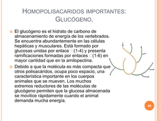 HOMOPOLISACARIDOS IMPORTANTES:
GLUCÓGENO.
 El glucógeno es el hidrato de carbono de
almacenamiento de energía de los vertebrados.
Se encuentra abundantemente en las células
hepáticas y musculares. Está formado por
glucosas unidas por enlace (1-4) y presenta
ramificaciones formadas por enlaces (1-6) en
mayor cantidad que en la amilopectina.
 Debido a que la molécula es más compacta que
otros polisacáridos, ocupa poco espacio, una
característica importante en los cuerpos
animales que se mueven. Los muchos
extremos reductores de las moléculas de
glucógeno permiten que la glucosa almacenada
se movilice rápidamente cuando el animal
demanda mucha energía.
49
 