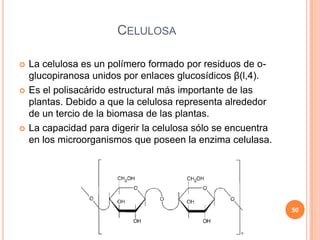 CELULOSA
 La celulosa es un polímero formado por residuos de o-
glucopiranosa unidos por enlaces glucosídicos β(l,4).
 Es el polisacárido estructural más importante de las
plantas. Debido a que la celulosa representa alrededor
de un tercio de la biomasa de las plantas.
 La capacidad para digerir la celulosa sólo se encuentra
en los microorganismos que poseen la enzima celulasa.
50
 