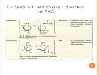 UNIDADES DE DISACÁRIDOS QUE COMPONEN
LOS GAG.
54
 