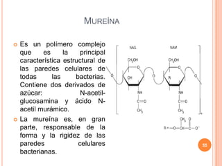 MUREÍNA
 Es un polímero complejo
que es la principal
característica estructural de
las paredes celulares de
todas las bacterias.
Contiene dos derivados de
azúcar: N-acetil-
glucosamina y ácido N-
acetil murámico.
 La mureína es, en gran
parte, responsable de la
forma y la rigidez de las
paredes celulares
bacterianas.
55
 