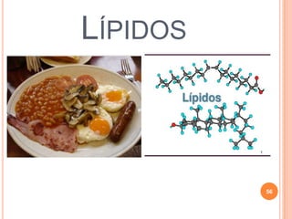 LÍPIDOS
56
 
