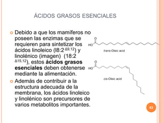 ÁCIDOS GRASOS ESENCIALES
 Debido a que los mamíferos no
poseen las enzimas que se
requieren para sintetizar los
ácidos linoleico (l8:2 Δ9,12) y
linolénico (imagen) (18:2
Δ15,12), estos ácidos grasos
esenciales deben obtenerse
mediante la alimentación.
 Además de contribuir a la
estructura adecuada de la
membrana, los ácidos linoleico
y linolénico son precursores de
varios metabolitos importantes. 63
 