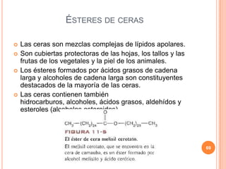ÉSTERES DE CERAS
 Las ceras son mezclas complejas de lípidos apolares.
 Son cubiertas protectoras de las hojas, los tallos y las
frutas de los vegetales y la piel de los animales.
 Los ésteres formados por ácidos grasos de cadena
larga y alcoholes de cadena larga son constituyentes
destacados de la mayoría de las ceras.
 Las ceras contienen también
hidrocarburos, alcoholes, ácidos grasos, aldehídos y
esteroles (alcoholes esteroides).
69
 