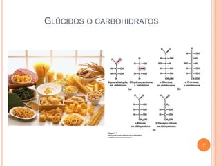 GLÚCIDOS O CARBOHIDRATOS
7
 