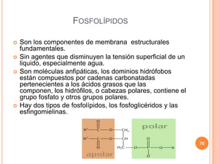 FOSFOLÍPIDOS
 Son los componentes de membrana estructurales
fundamentales.
 Sin agentes que disminuyen la tensión superficial de un
liquido, especialmente agua.
 Son moléculas anfipáticas, los dominios hidrófobos
están compuestos por cadenas carbonatadas
pertenecientes a los ácidos grasos que las
componen, los hidrófilos, o cabezas polares, contiene el
grupo fosfato y otros grupos polares.
 Hay dos tipos de fosfolípidos, los fosfoglicéridos y las
esfingomielinas.
70
 