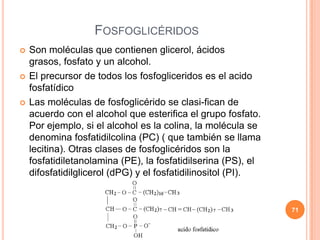 FOSFOGLICÉRIDOS
 Son moléculas que contienen glicerol, ácidos
grasos, fosfato y un alcohol.
 El precursor de todos los fosfogliceridos es el acido
fosfatídico
 Las moléculas de fosfoglicérido se clasi-fican de
acuerdo con el alcohol que esterifica el grupo fosfato.
Por ejemplo, si el alcohol es la colina, la molécula se
denomina fosfatidilcolina (PC) ( que también se llama
lecitina). Otras clases de fosfoglicéridos son la
fosfatidiletanolamina (PE), la fosfatidilserina (PS), el
difosfatidilglicerol (dPG) y el fosfatidilinositol (PI).
71
 