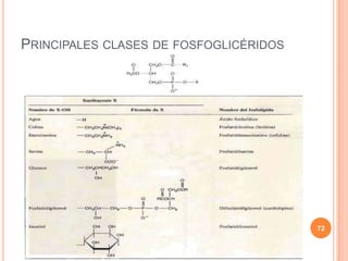 PRINCIPALES CLASES DE FOSFOGLICÉRIDOS
72
 