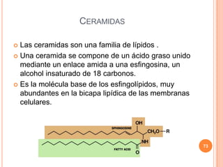 CERAMIDAS
 Las ceramidas son una familia de lípidos .
 Una ceramida se compone de un ácido graso unido
mediante un enlace amida a una esfingosina, un
alcohol insaturado de 18 carbonos.
 Es la molécula base de los esfingolípidos, muy
abundantes en la bicapa lipídica de las membranas
celulares.
73
 