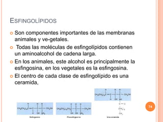 ESFINGOLÍPIDOS
 Son componentes importantes de las membranas
animales y ve-getales.
 Todas las moléculas de esfingolípidos contienen
un aminoalcohol de cadena larga.
 En los animales, este alcohol es principalmente la
esfingosina, en los vegetales es la esfingosina.
 El centro de cada clase de esfingolípido es una
ceramida,
74
 