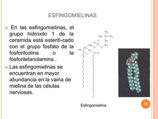 ESFINGOMIELINAS
 En las esfingomielinas, el
grupo hidroxilo 1 de la
ceramida está esterifi-cado
con el grupo fosfato de la
fosforilcolina o la
fosforiletanolamina .
 Las esfingomielinas se
encuentran en mayor
abundancia en la vaina de
mielina de las células
nerviosas.
75Esfingomielina.
 