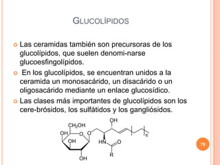 GLUCOLÍPIDOS
 Las ceramidas también son precursoras de los
glucolípidos, que suelen denomi-narse
glucoesfingolípidos.
 En los glucolípidos, se encuentran unidos a la
ceramida un monosacárido, un disacárido o un
oligosacárido mediante un enlace glucosídico.
 Las clases más importantes de glucolípidos son los
cere-brósidos, los sulfátidos y los gangliósidos.
76
 