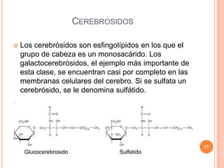 CEREBROSIDOS
 Los cerebrósidos son esfingolípidos en los que el
grupo de cabeza es un monosacárido. Los
galactocerebrósidos, el ejemplo más importante de
esta clase, se encuentran casi por completo en las
membranas celulares del cerebro. Si se sulfata un
cerebrósido, se le denomina sulfátido.
77
Glucocerebrosido Sulfatido
 