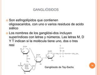 GANGLIÓSIDOS
 Son esfingolípidos que contienen
oligosacaridos, con uno o varios residuos de acido
siálico
 Los nombres de los gangliósi-dos incluyen
superíndices con letras y números. Las letras M, D
Y T indican si la molécula tiene uno, dos o tres
residuos de ácido siálico.
78
Gangliósido de Tay-Sachs
 