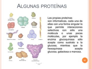 ALGUNAS PROTEÍNAS
91
Las propias proteínas
son informativas, cada una de
ellas con una forma singular lo
que permite interacciones
selectivas con sólo una
molécula o unas pocas
moléculas, por ejemplo la
enzima glucoquinasa sólo
acepta como sustrato a la
glucosa, mientras que la
hexoquinasa acepta
glucosa, galactosa o manosa.
 