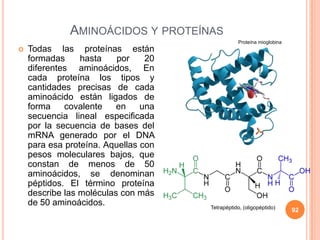 AMINOÁCIDOS Y PROTEÍNAS
 Todas las proteínas están
formadas hasta por 20
diferentes aminoácidos, En
cada proteína los tipos y
cantidades precisas de cada
aminoácido están ligados de
forma covalente en una
secuencia lineal especificada
por la secuencia de bases del
mRNA generado por el DNA
para esa proteína. Aquellas con
pesos moleculares bajos, que
constan de menos de 50
aminoácidos, se denominan
péptidos. El término proteína
describe las moléculas con más
de 50 aminoácidos.
92
Proteína mioglobina
Tetrapéptido, (oligopéptido)
 