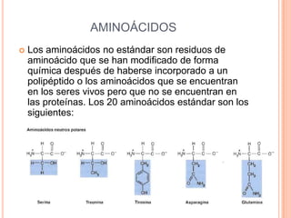 AMINOÁCIDOS
 Los aminoácidos no estándar son residuos de
aminoácido que se han modificado de forma
química después de haberse incorporado a un
polipéptido o los aminoácidos que se encuentran
en los seres vivos pero que no se encuentran en
las proteínas. Los 20 aminoácidos estándar son los
siguientes:
95
 