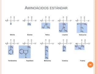 AMINOÁCIDOS ESTÁNDAR
96
 