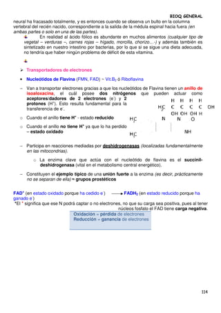 BIOQ GENERAL
neural ha fracasado totalmente, y es entonces cuando se observa un bulto en la columna
vertebral del recién nacido, correspondiente a la salida de la médula espinal hacia fuera (en
ambas partes o solo en una de las partes).
              En realidad al ácido fólico es abundante en muchos alimentos (cualquier tipo de
     vegetal – verduras –, carnes rojas – hígado, morcilla, chorizo…-) y además también es
     sintetizado en nuestro intestino por bacterias, por lo que si se sigue una dieta adecuada,
     no tendría que haber ningún problema de déficit de esta vitamina.


      Transportadores de electrones

   • Nucleótidos de Flavina (FMN, FAD) ~ Vit.B2 ó Riboflavina

   − Van a transportar electrones gracias a que los nucleótidos de Flavina tienen un anillo de
     isoaloxacina, el cuál posee dos nitrógenos que pueden actuar como
     aceptores/dadores de 2 electrones (e-) y 2
     protones (H+). Esto resulta fundamental para la
     transferencia de e-.
   o Cuando el anillo tiene H+ - estado reducido
   o Cuando el anillo no tiene H+ ya que lo ha perdido
     – estado oxidado


   − Participa en reacciones mediadas por deshidrogenasas (localizadas fundamentalmente
     en las mitocondrias).
          o La enzima clave que actúa con el nucleótido de flavina es el succinil-
            deshidrogenasa (vital en el metabolismo central energético).

   − Constituyen el ejemplo típico de una unión fuerte a la enzima (es decir, prácticamente
     no se separan de ella) ≈ grupos prostéticos


FAD+ (en estado oxidado porque ha cedido e-)             FADH2 (en estado reducido porque ha
           -
ganado e )
 *El + significa que ese N podrá captar o no electrones, no que su carga sea positiva, pues al tener
                                                      núcleos fosfato el FAD tiene carga negativa.
                               Oxidación = pérdida de electrones
                               Reducción = ganancia de electrones




                                                                                                114
 