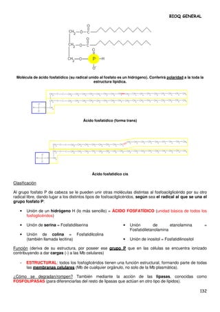 BIOQ GENERAL




 Molécula de ácido fosfatídico (su radical unido al fosfato es un hidrógeno). Conferirá polaridad a la toda la
                                             estructura lipídica.




                                       Ácido fosfatídico (forma trans)




                                            Ácido fosfatidico cis

Clasificación

Al grupo fosfato P de cabeza se le pueden unir otras moléculas distintas al fosfoacilglicérido por su otro
radical libre, dando lugar a los distintos tipos de fosfoacilglicéridos, según sea el radical al que se una el
grupo fosfato P:

   •   Unión de un hidrógeno H (lo más sencillo) = ÁCIDO FOSFATÍDICO (unidad básica de todos los
       fosfoglicéridos)

   •   Unión de serina = Fosfatidilserina                      •    Unión        de       etanolamina            =
                                                                    Fosfatidiletanolamina
   •   Unión de colina = Fosfatidilcolina
       (también llamada lecitina)                              •    Unión de inositol = Fosfatidilinositol

Función (deriva de su estructura, por poseer ese grupo P que en las células se encuentra ionizado
contribuyendo a dar cargas (-) a las Mb celulares)

   -   ESTRUCTURAL: todos los fosfoglicéridos tienen una función estructural, formando parte de todas
       las membranas celulares (Mb de cualquier orgánulo, no solo de la Mb plasmática).

¿Cómo se degradan/rompen? También mediante la acción de las lipasas, conocidas como
FOSFOLIPASAS (para diferenciarlas del resto de lipasas que actúan en otro tipo de lípidos).

                                                                                                             132
 