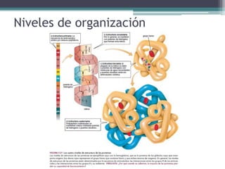 Niveles de organización
 