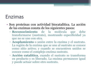 Enzimas
• Son proteínas con actividad biocatalítica. La acción
de las enzimas consta de los siguientes pasos:
▫ Reconocimiento de la molécula que debe
transformarse (sustrato), mostrando especificidad ya
que no se une con otra.
▫ Acoplamiento o unión entre la enzima y el sustrato.
La región de la enzima que se une al sustrato se conoce
como sitio activo; y cuando se encuentren unidos se
conoce como el complejo enzima sustrato.
▫ Acción catalítica, cuando el sustrato se transforma
en producto y es liberado. La enzima permanece igual
y puede actuar sobre otro sustrato.
 