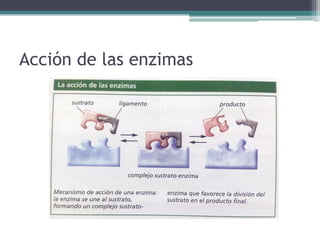 Acción de las enzimas
 