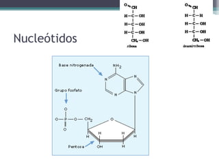 Nucleótidos
 
