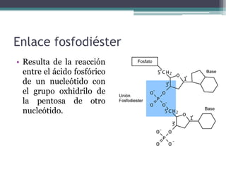 Enlace fosfodiéster
• Resulta de la reacción
entre el ácido fosfórico
de un nucleótido con
el grupo oxhidrilo de
la pentosa de otro
nucleótido.
 
