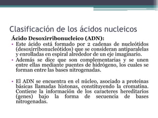 Clasificación de los ácidos nucleicos
Ácido Desoxirribonucleico (ADN):
• Este ácido está formado por 2 cadenas de nucleótidos
(desoxirribonucleótidos) que se consideran antiparalelas
y enrolladas en espiral alrededor de un eje imaginario.
• Además se dice que son complementarias y se unen
entre ellas mediante puentes de hidrógeno, los cuales se
forman entre las bases nitrogenadas.
• El ADN se encuentra en el núcleo, asociado a proteínas
básicas llamadas histonas, constituyendo la cromatina.
Contiene la información de los caracteres hereditarios
(genes) bajo la forma de secuencia de bases
nitrogenadas.
 