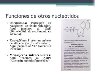 Funciones de otros nucleótidos
• Coenzimas: Participan en
reacciones de óxido-reducción.
Aquí tenemos al NAD
(Dinucleótido de nicotinamida y
adenina).
• Energética: Presentan enlaces
de alta energía (fosfato-fosfato).
Aquí tenemos al ATP (Adenosín
trifosfato).
• Mensajeros intracelulares:
Aquí tenemos al AMPc
(Adenosín monofosfato cíclico).
 