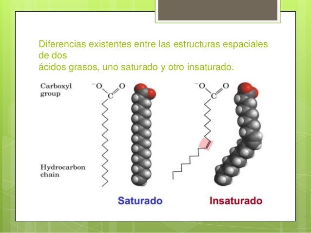 Bioquímica lipidos